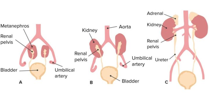 Development of the urinary system