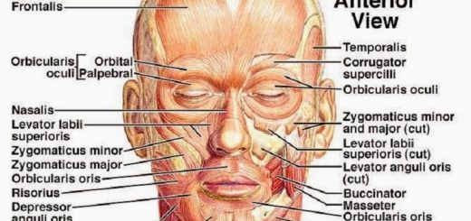 Facial muscles