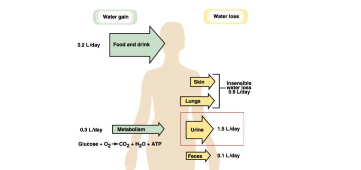 Regulation of Daily Water Input