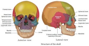 Skull structure