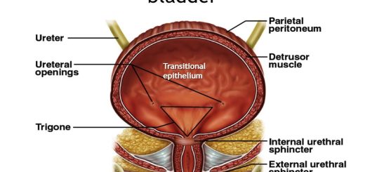 Urinary bladder structure
