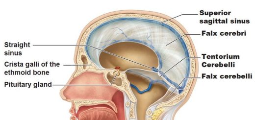 dural folds and sinuses