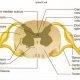 Histological organization spinal cord