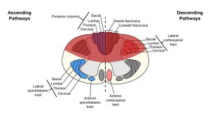 Histological organization spinal cord 