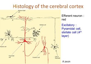 Histological structure of Cerebral cortex 