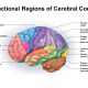 Physiology of the cerebral cortex