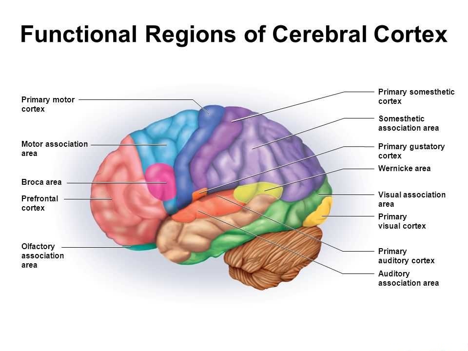 Parts Of Cerebral Cortex