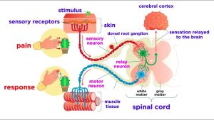 Sensory system 