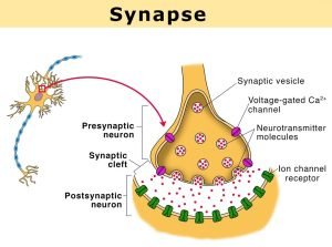Synapse of neurons 