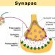 Synapse of neurons