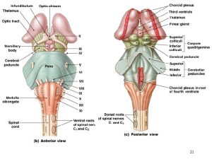 Anatomy of brainstem