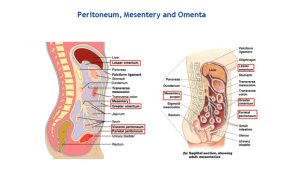 Pelvic peritoneum