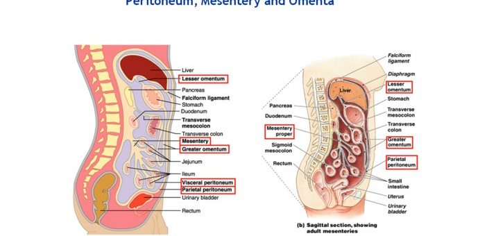Pelvic peritoneum