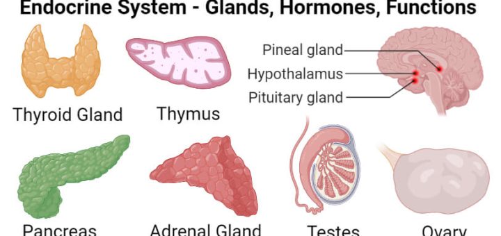 Function of Endocrine glands