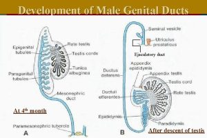  Development of gonads & genital ducts