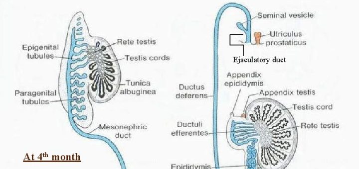 Development of gonads & genital ducts
