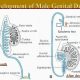 Development of gonads & genital ducts