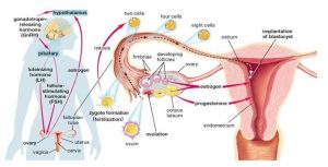 Functions of estrogen & progesterone in pregnancy 