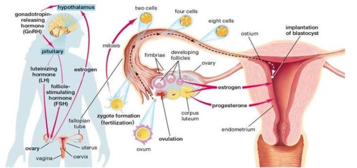 Functions of estrogen & progesterone in pregnancy