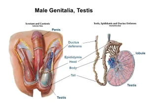 Male genital system