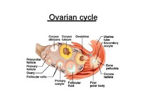 Monthly ovarian cycle