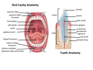 Mouth Cavity