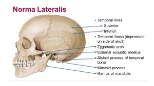 Norma lateralis anatomy