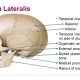 Norma lateralis anatomy