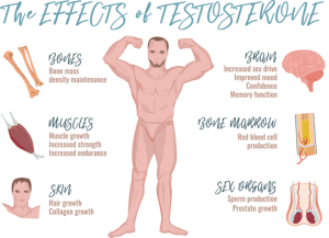 Testosterone function