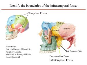 Contents of Temporal and infratemporal fossae