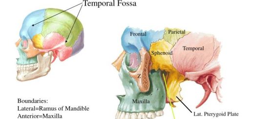 Contents of Temporal and infratemporal fossae