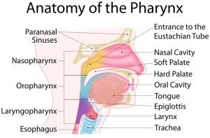 Pharynx