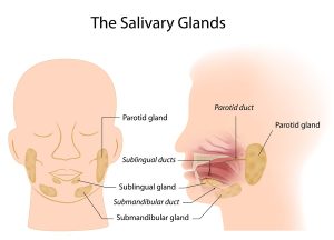  Types of salivary secretion 