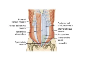 Abdomen muscles, Blood Supply of Anterior Abdominal Wall and Rectus Sheath content Abdomen muscles