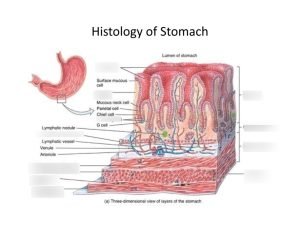 Histological structure of the stomach 