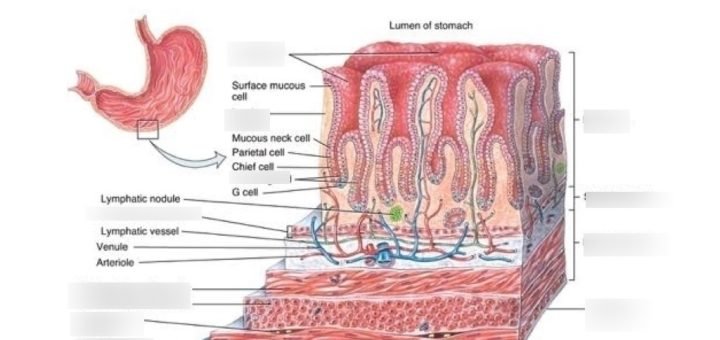 Histological structure of the stomach