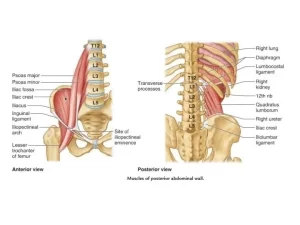 Posterior abdominal wall