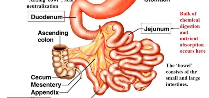 Small intestine