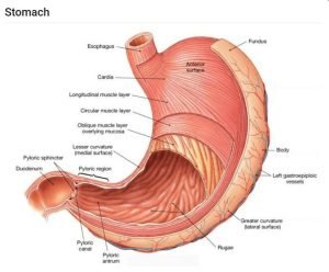Stomach parts 