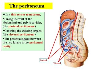 The peritoneum 