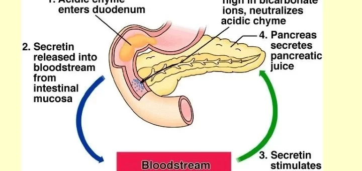 Composition of pancreatic secretion