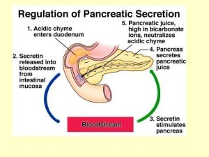 Composition of pancreatic secretion 