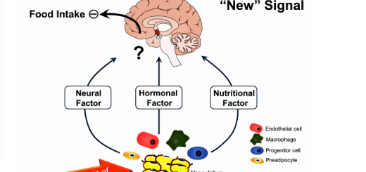 Factors regulating food intake