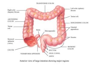 Large Intestine function 