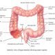Large Intestine function