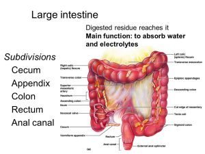Large Intestine function 