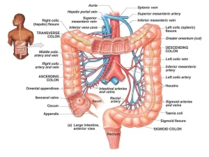 Histological structure of large intestine, vermiform appendix and alimentary canal Large Intestine structure