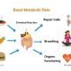 factors affecting basal metabolic rate