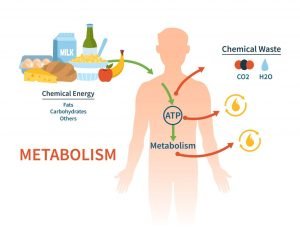 Factors affecting Metabolic rate 
