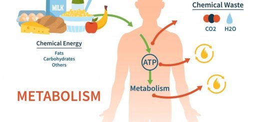 Factors affecting Metabolic rate